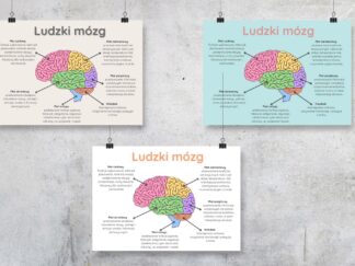 Plakat „Ludzki mózg” w trzech wersjach kolorystycznych PDF
