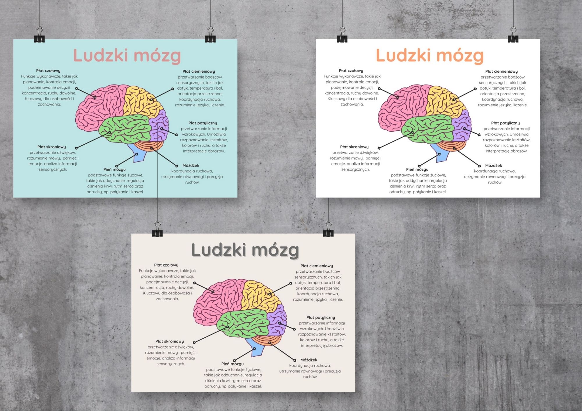Plakat „Ludzki mózg” w trzech wersjach kolorystycznych PDF - obrazek 3